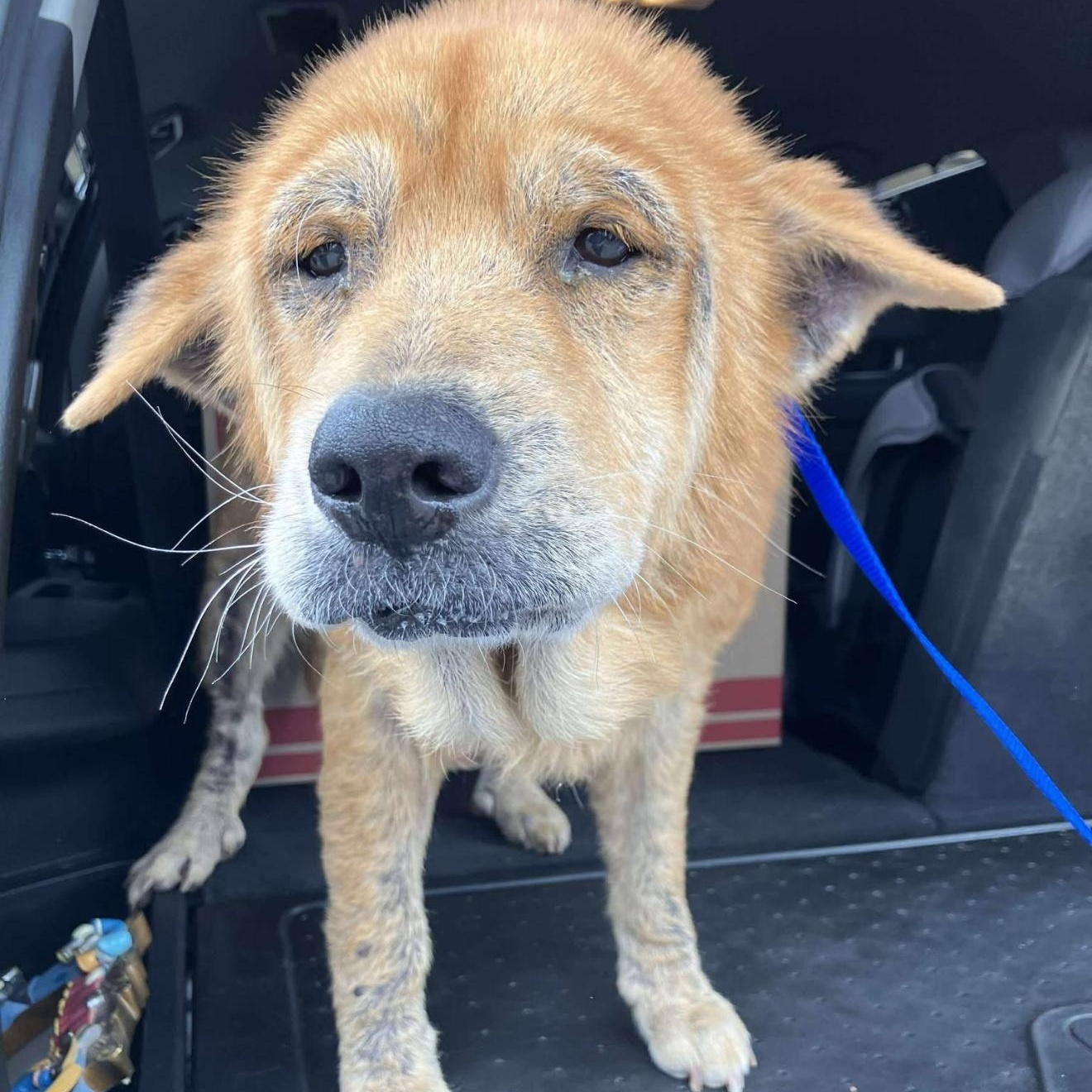 Enlarge Mabel , a Adoptable mixed breed in Springfield, MO image 4/6