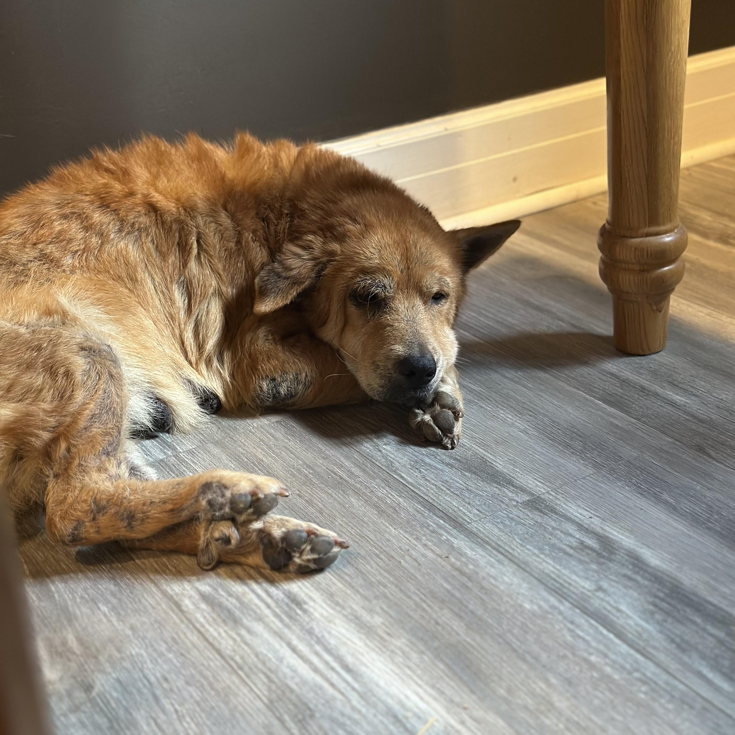 Enlarge Mabel , a Adoptable mixed breed in Springfield, MO image 6/6