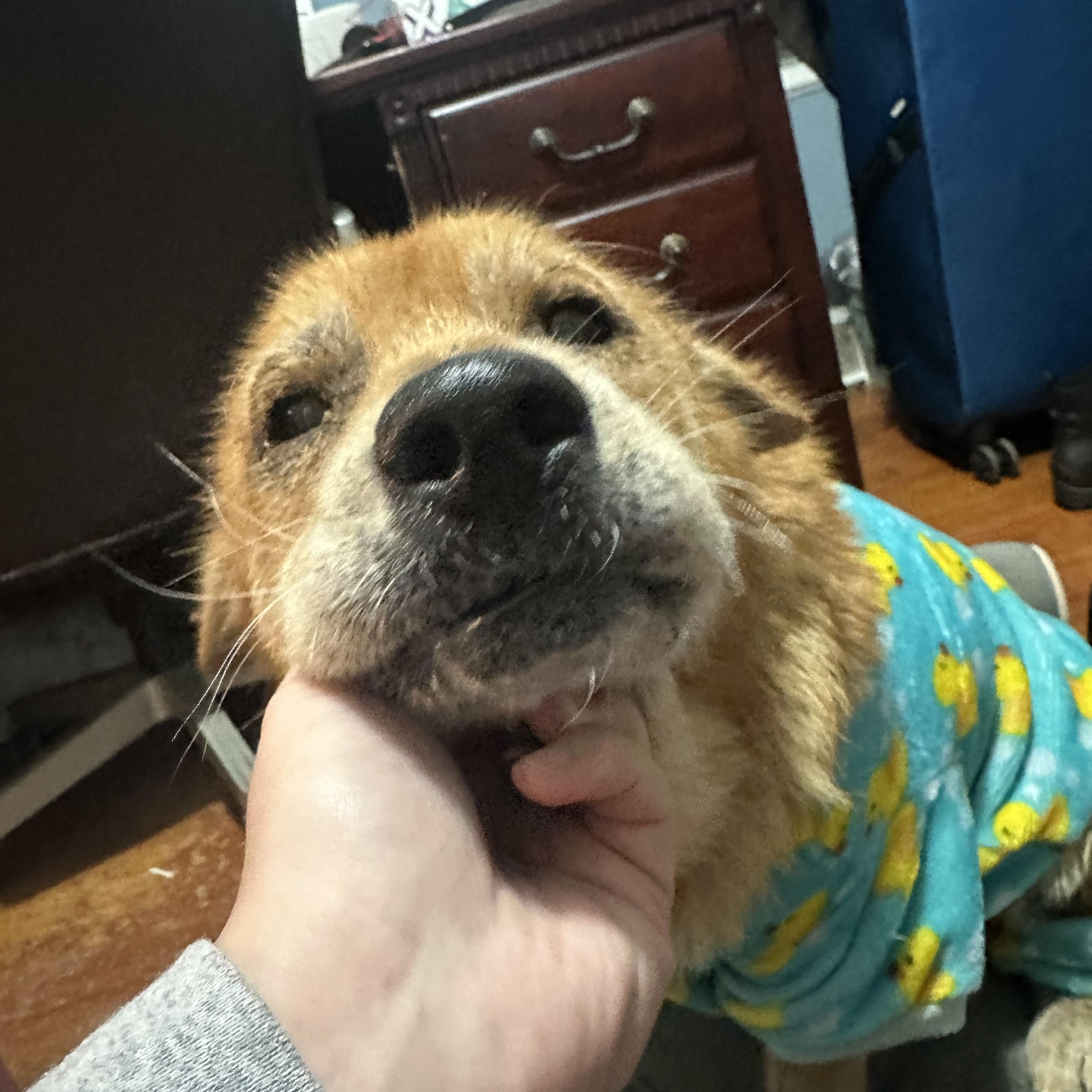 Enlarge Mabel , a Adoptable mixed breed in Springfield, MO image 3/6