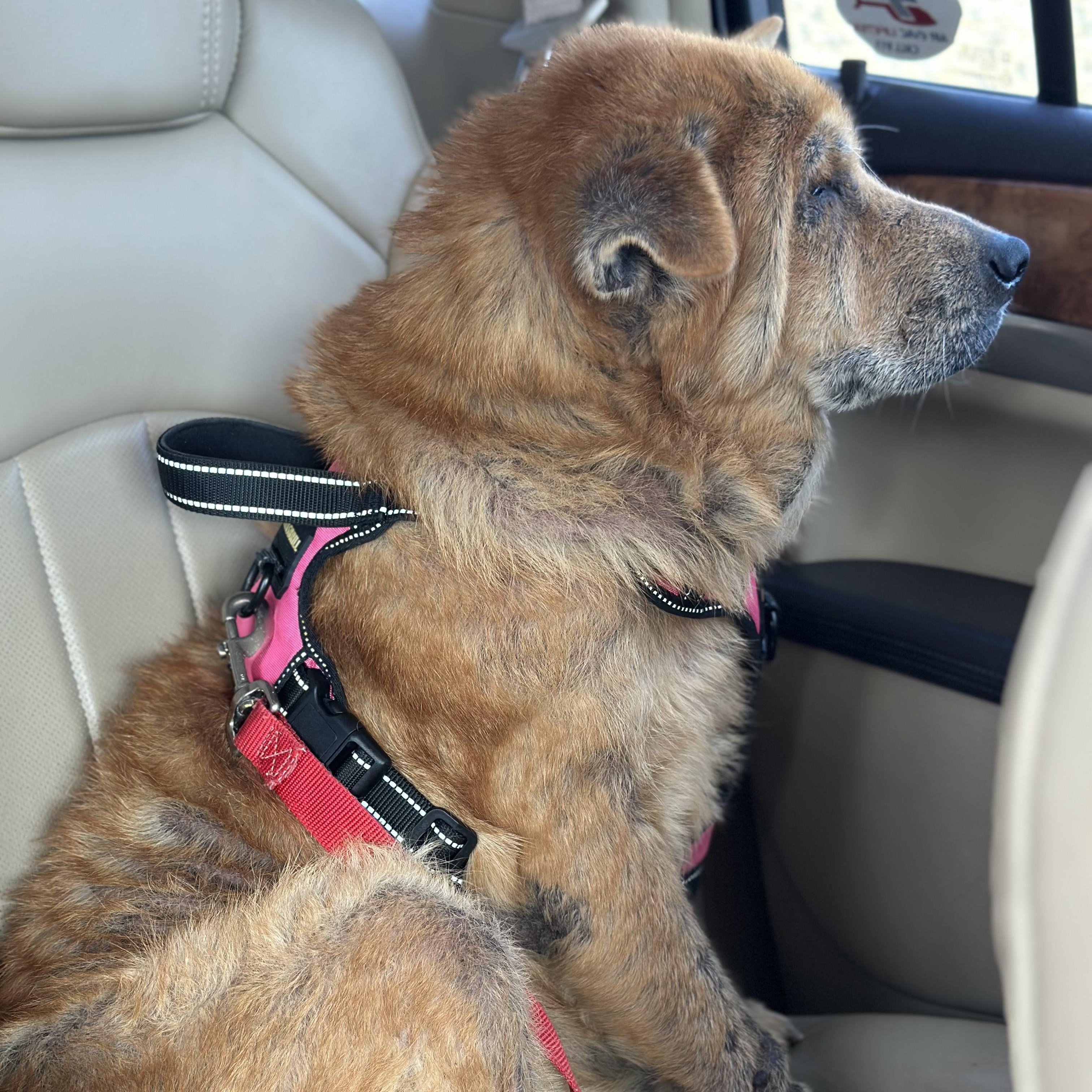 Enlarge Mabel , a Adoptable mixed breed in Springfield, MO image 2/6
