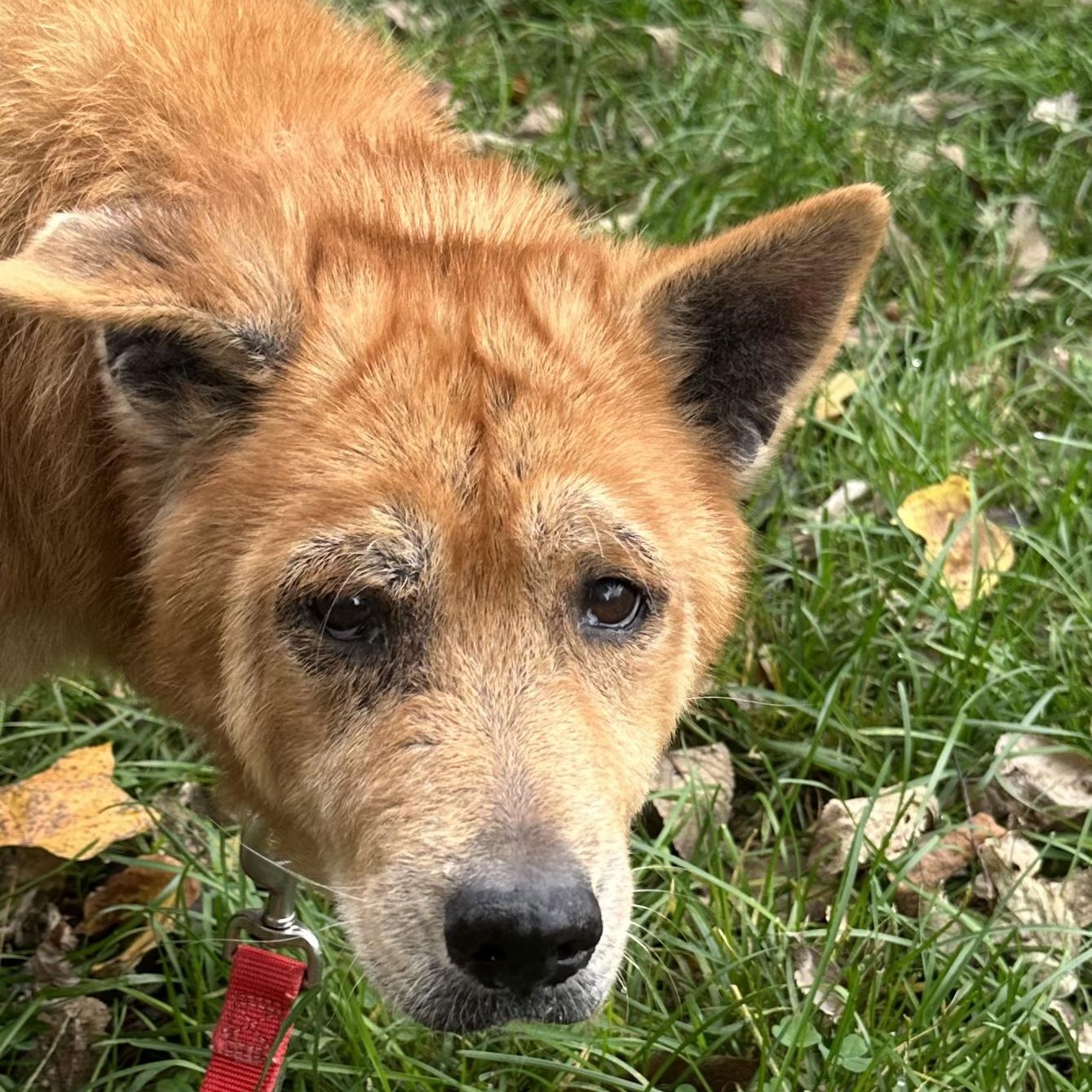 Enlarge Mabel , a Adoptable mixed breed in Springfield, MO image 1/6