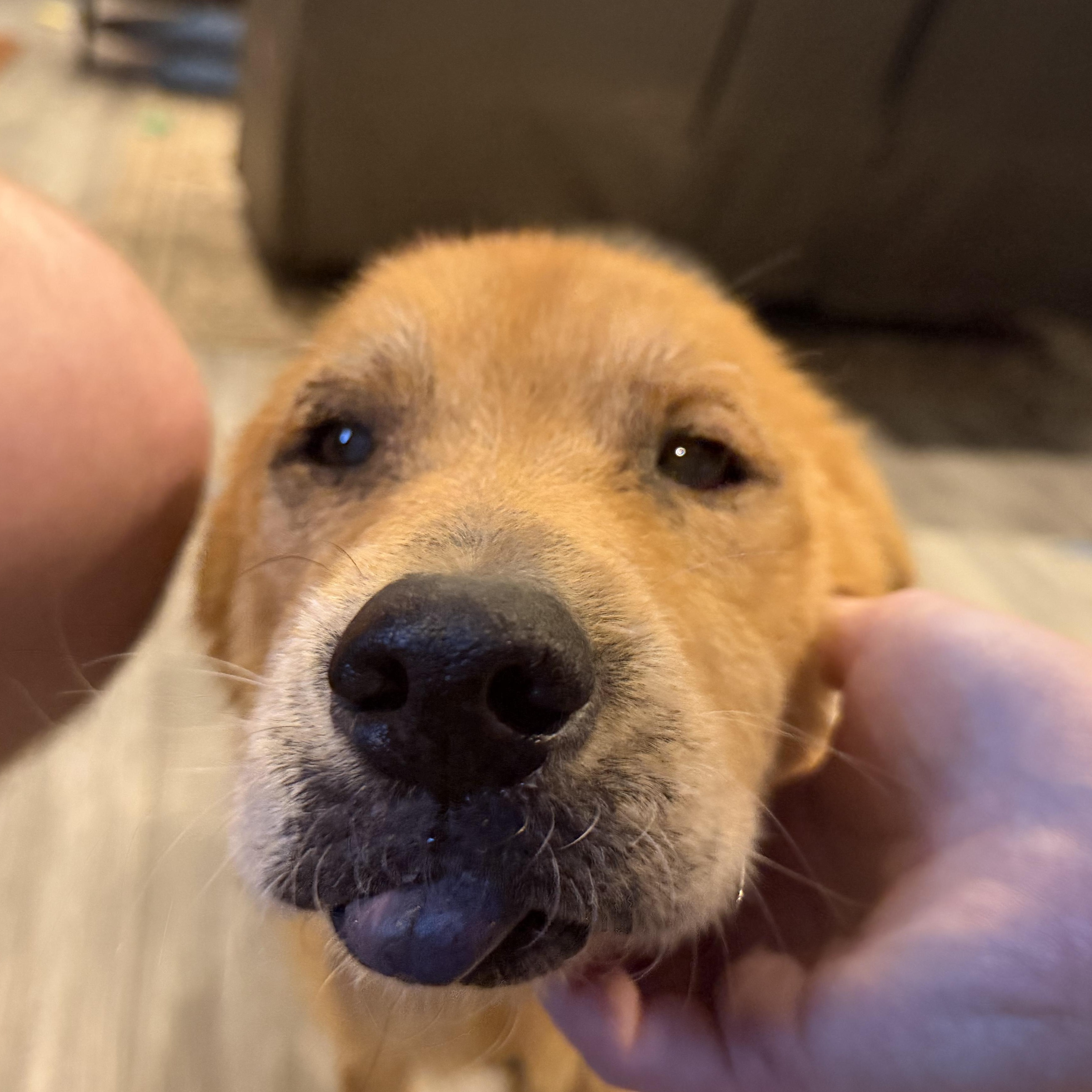 Enlarge Mabel , a Adoptable mixed breed in Springfield, MO image 5/6