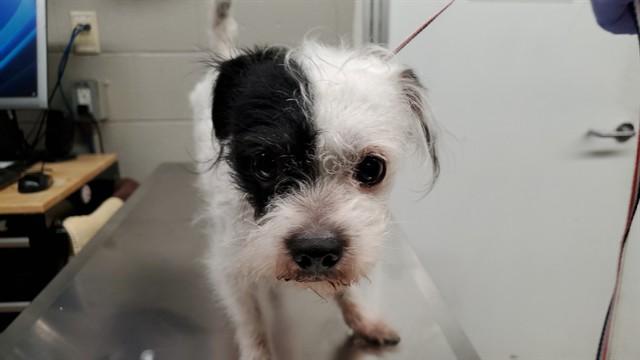 PINOT, Adoptable, Adult Male Norfolk Terrier & Mixed Breed.