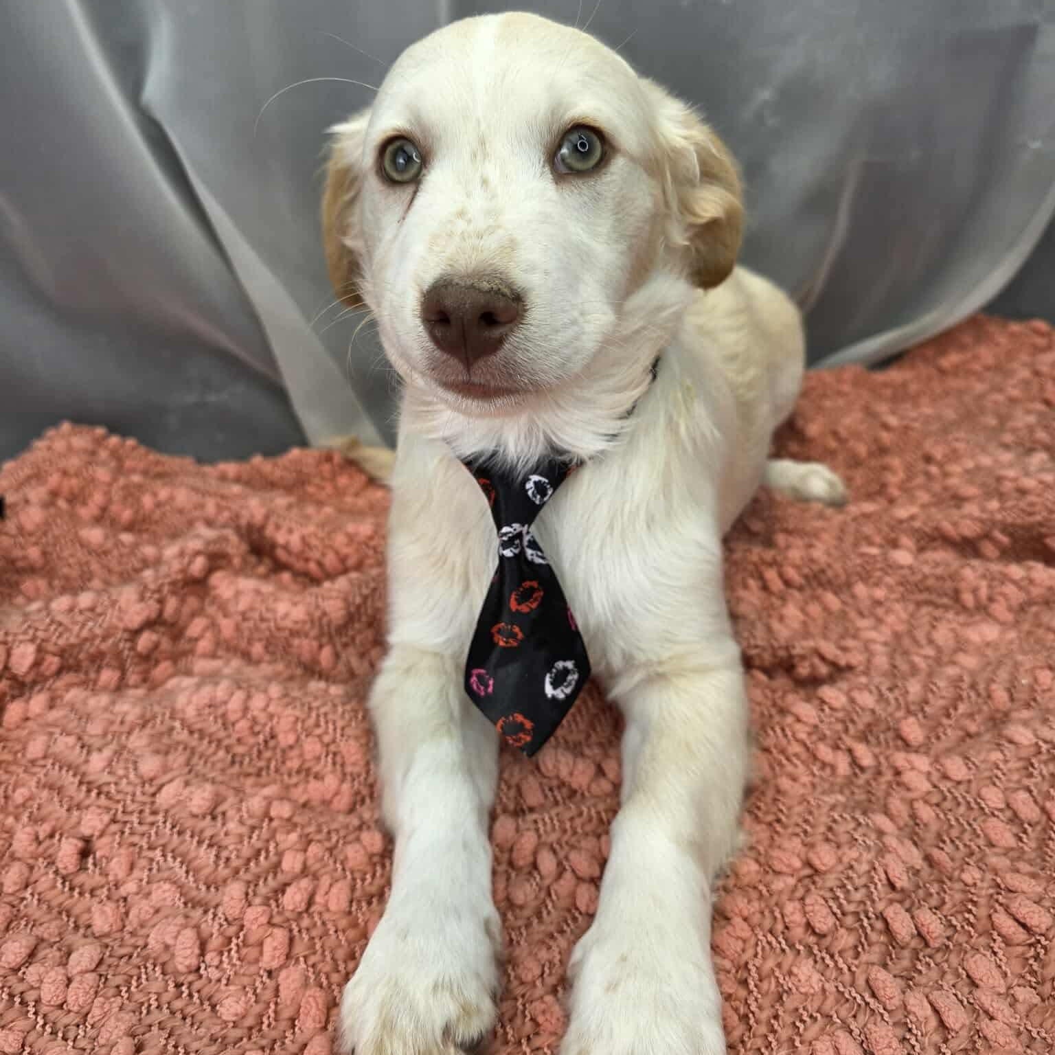 Enlarge Pinto, a Adoptable mixed breed in Southfield , MI image 6/6