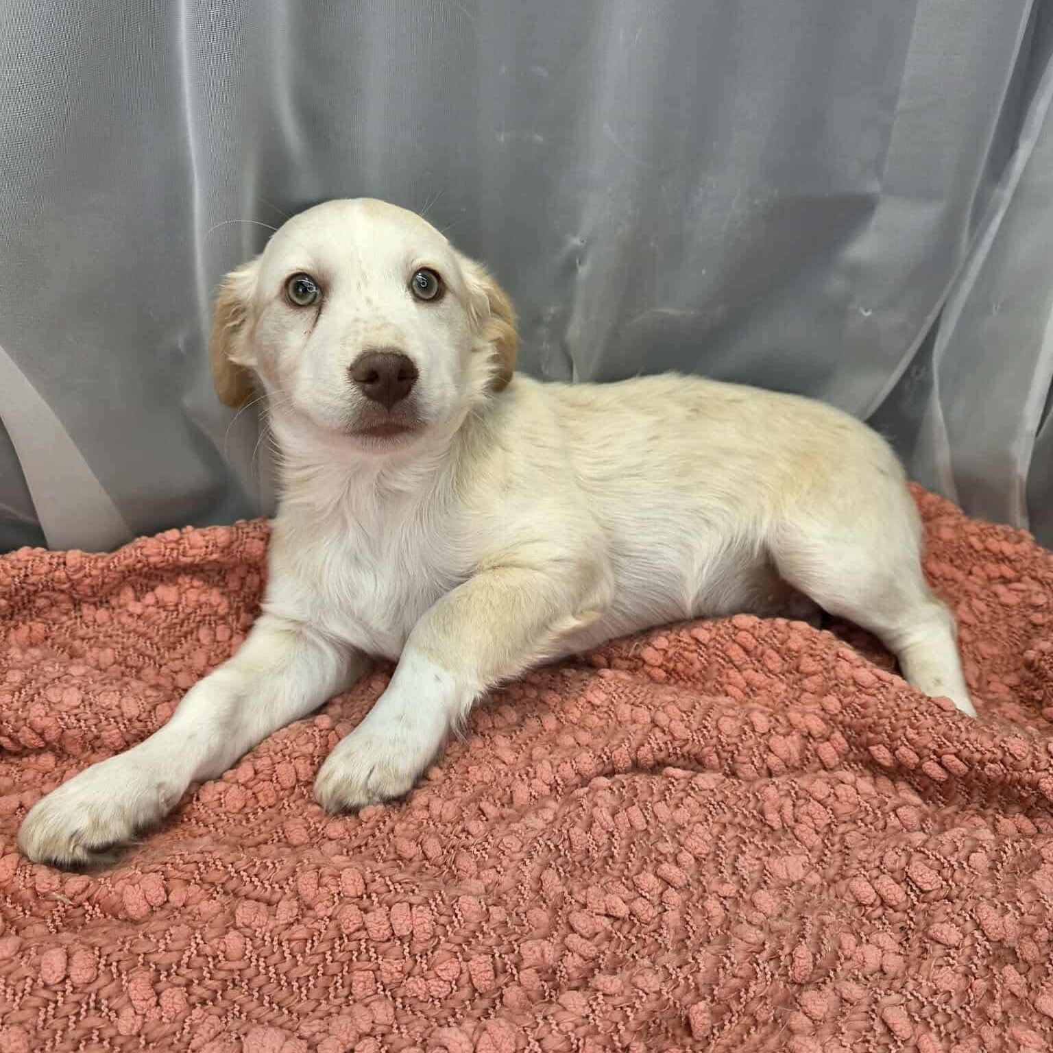 Enlarge Pinto, a Adoptable mixed breed in Southfield , MI image 2/6