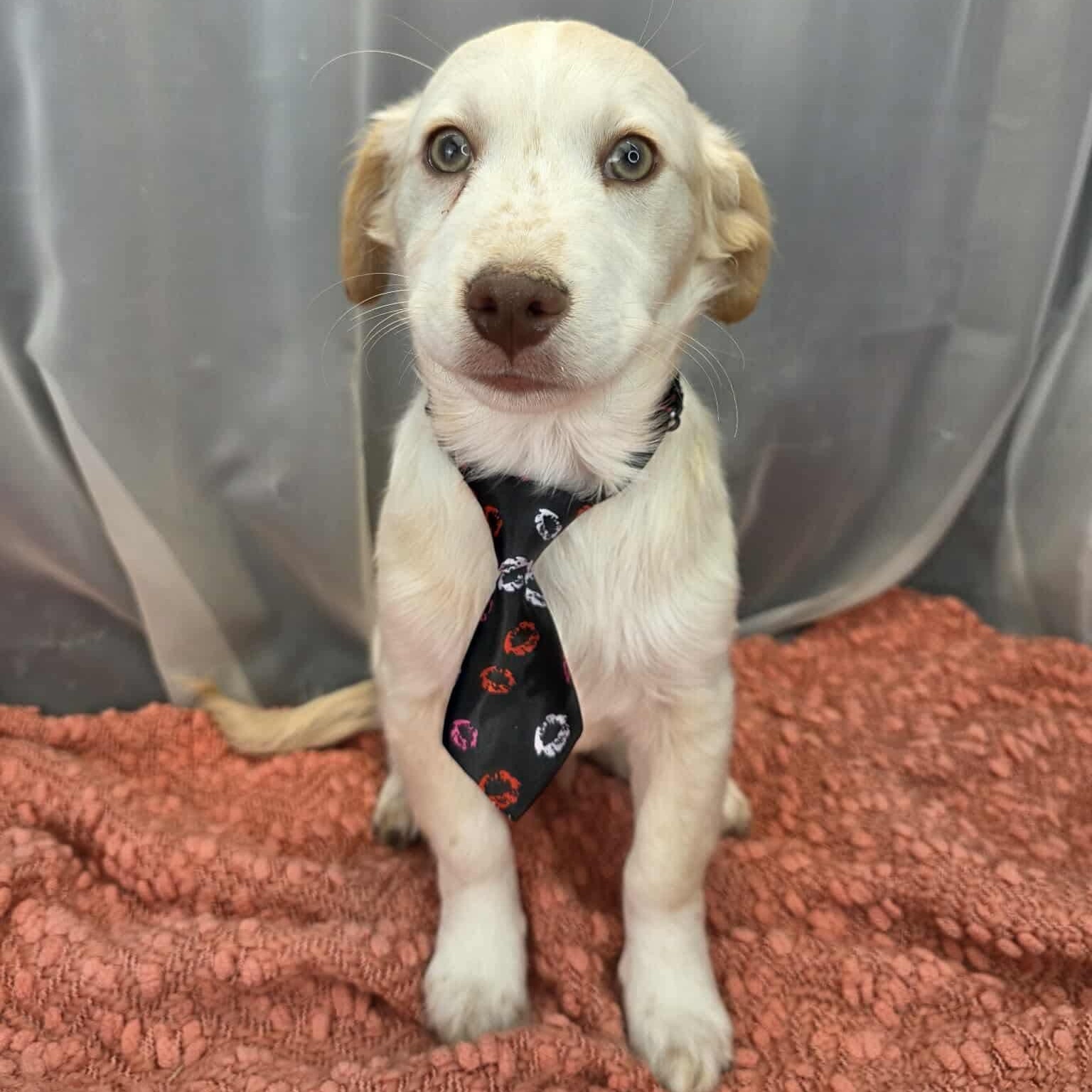 Enlarge Pinto, a Adoptable mixed breed in Southfield , MI image 1/6