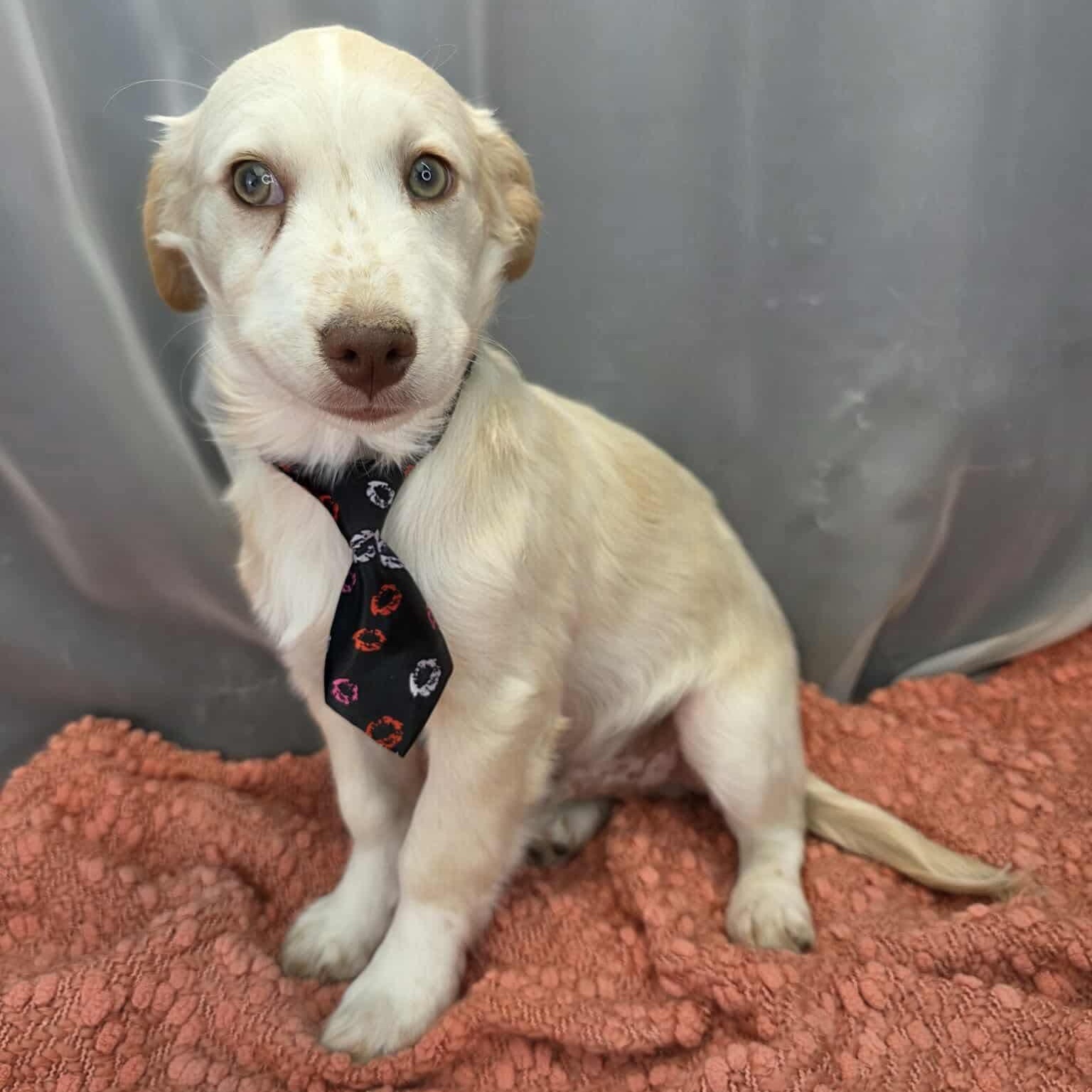 Enlarge Pinto, a Adoptable mixed breed in Southfield , MI image 5/6