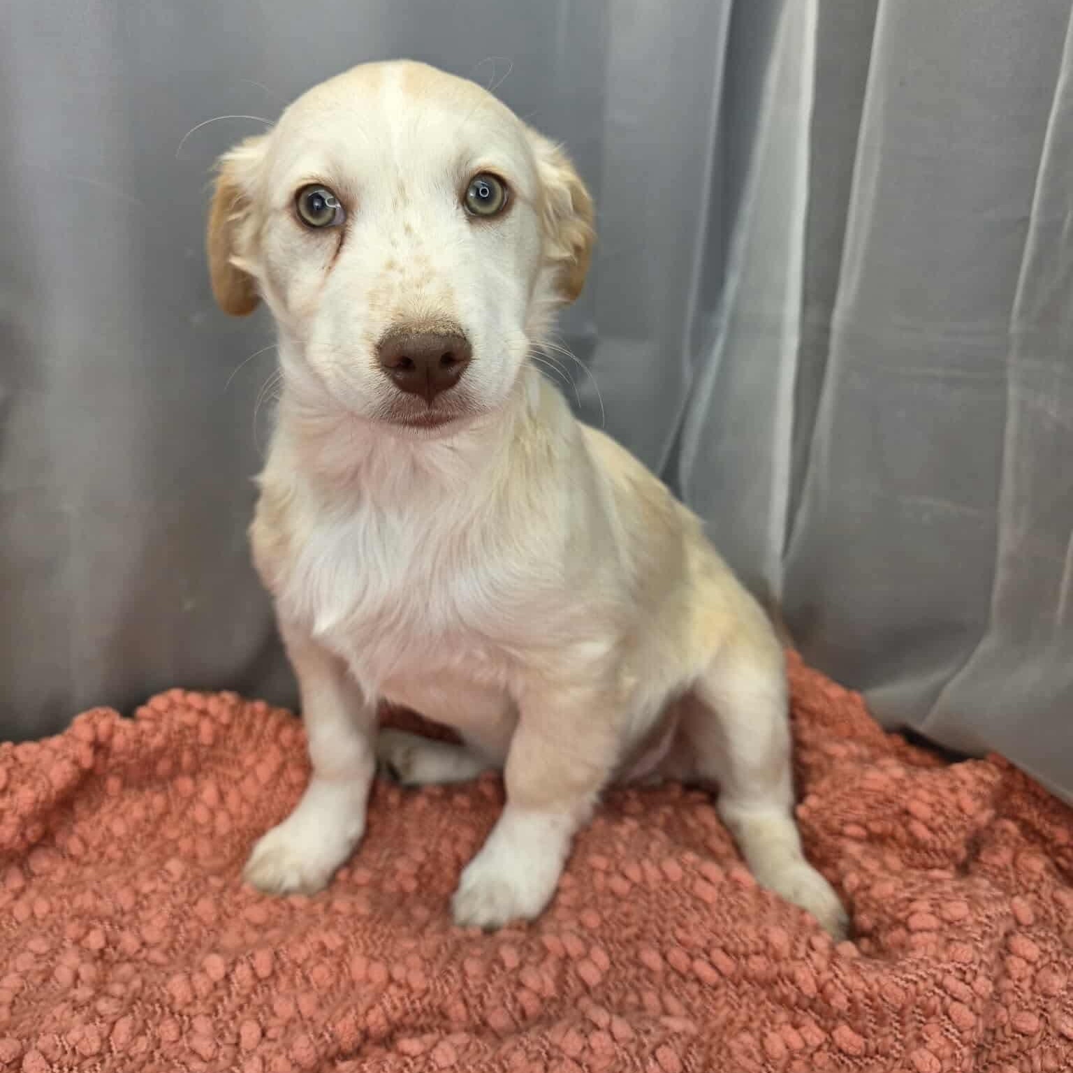 Enlarge Pinto, a Adoptable mixed breed in Southfield , MI image 4/6