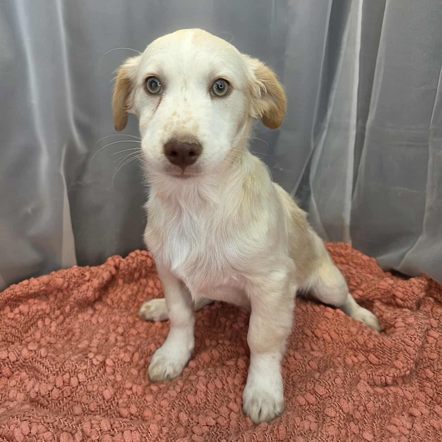 Enlarge Pinto, a Adoptable mixed breed in Southfield , MI image 3/6