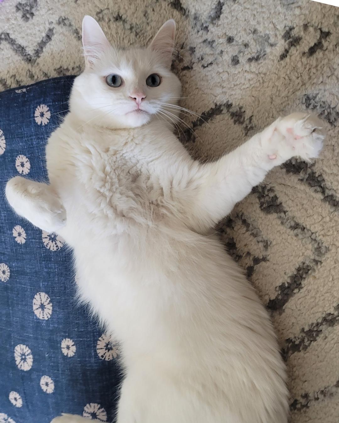 Moon (I'm a GENTLEMAN!), adopted, Young Male Siamese & Turkish Angora.