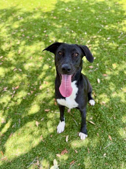 Enlarge Glitter - 1, a Adoptable mixed breed in Daytona Beach, FL image 1/1