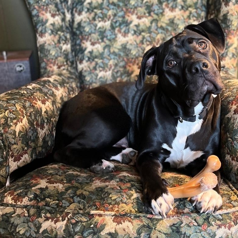 Enlarge Oreo, a Adoptable mixed breed in Colonial Heights, VA image 4/5