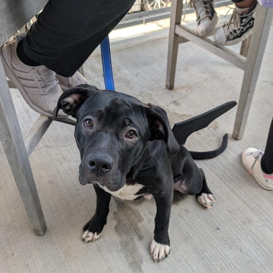 Enlarge Oreo, a Adoptable mixed breed in Colonial Heights, VA image 2/4