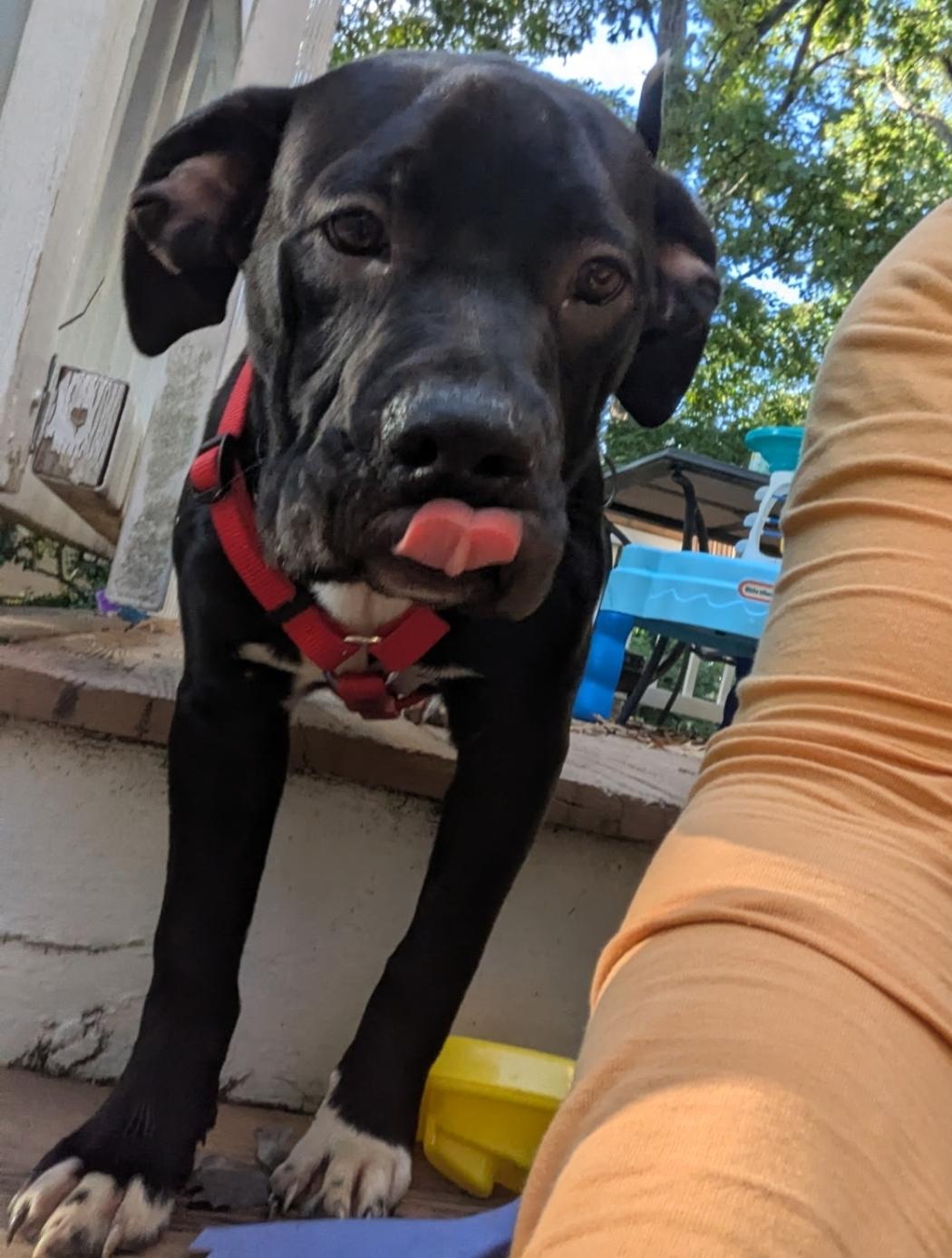 Enlarge Oreo, a Adoptable mixed breed in Colonial Heights, VA image 4/4