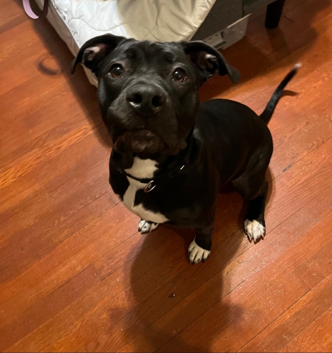 Enlarge Oreo, a Adoptable mixed breed in Colonial Heights, VA image 5/5