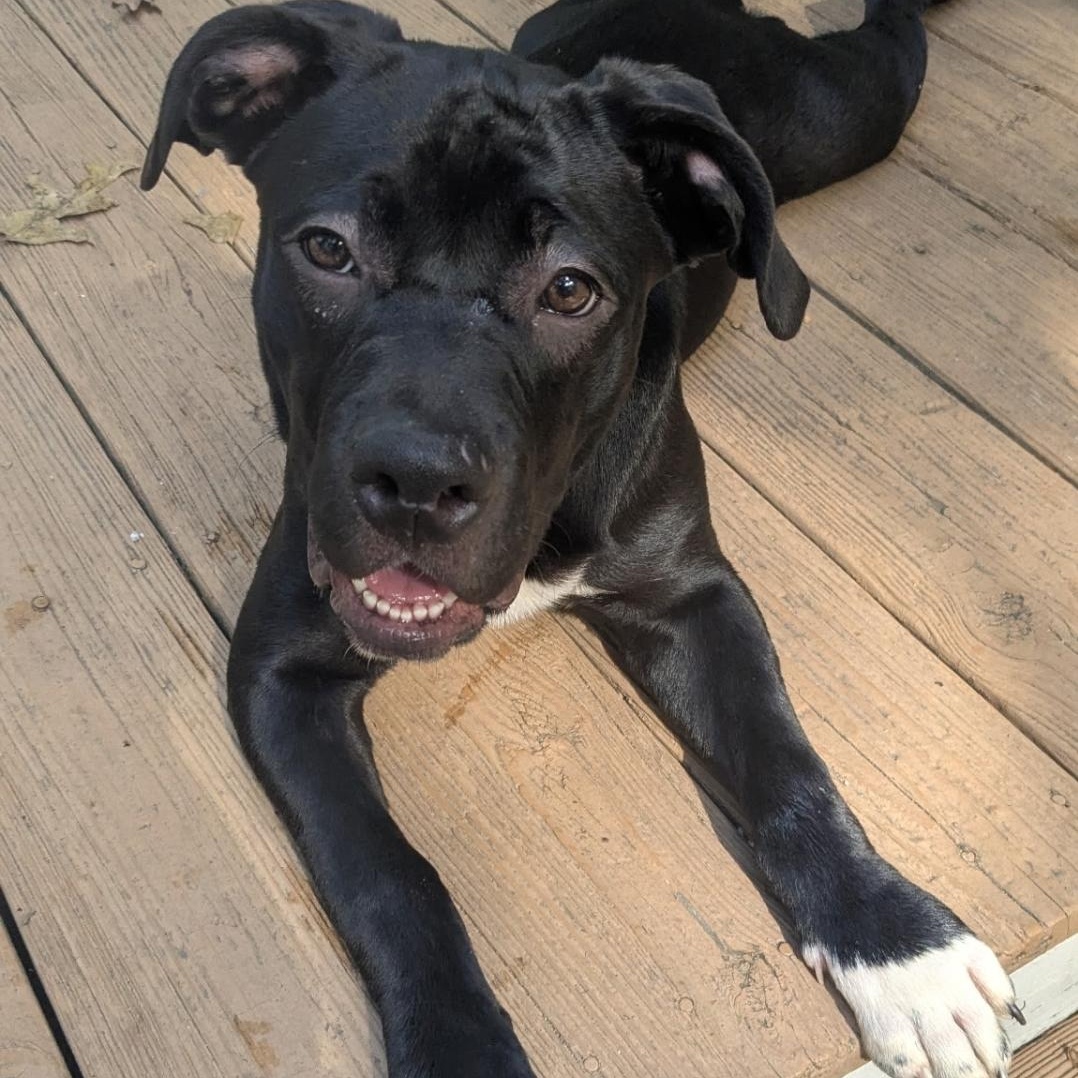 Oreo, Adoptable, Puppy Male American Staffordshire Terrier & Labrador Retriever.