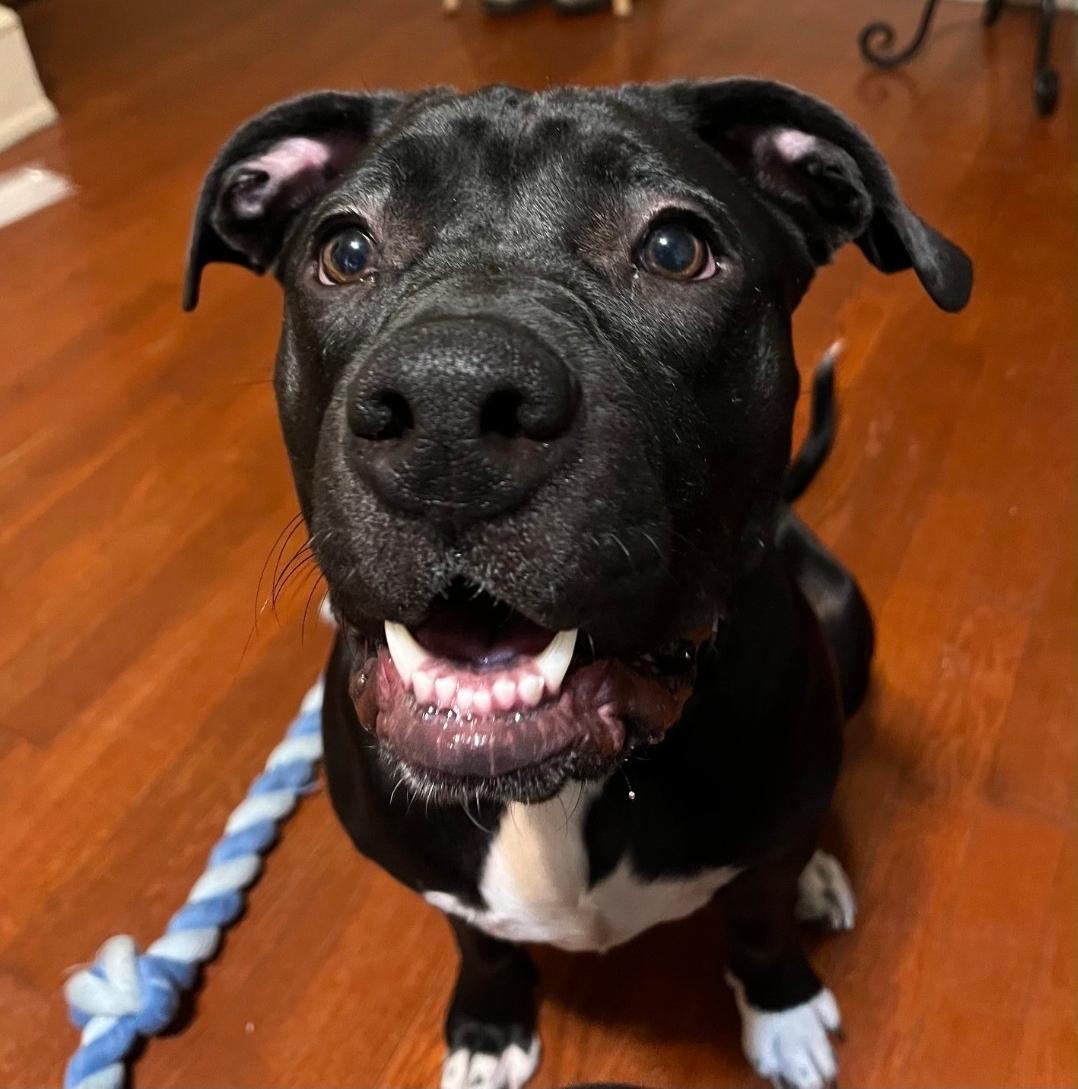 Enlarge Oreo, a Adoptable mixed breed in Colonial Heights, VA image 1/5