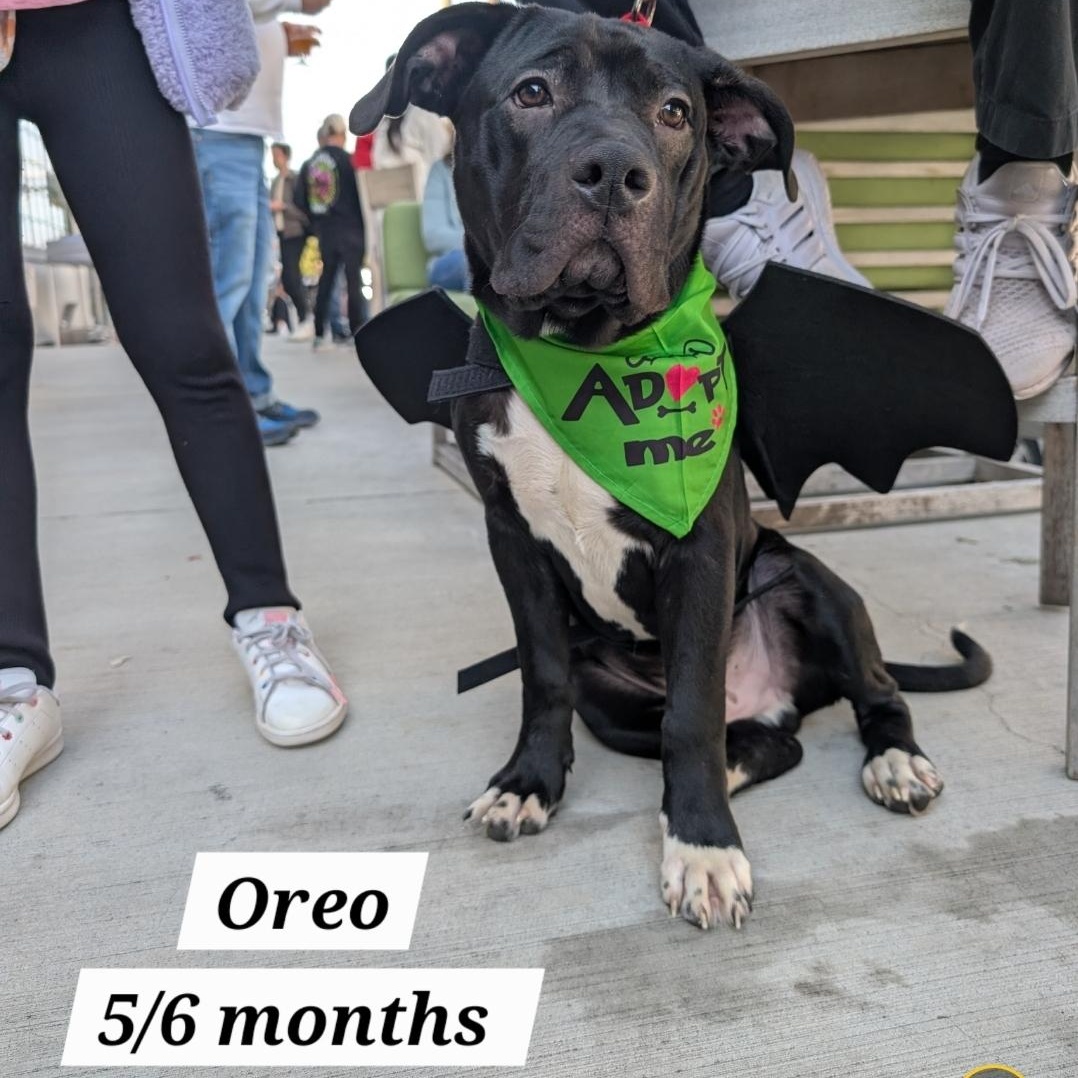 Oreo, Adoptable, Puppy Male American Staffordshire Terrier & Labrador Retriever.