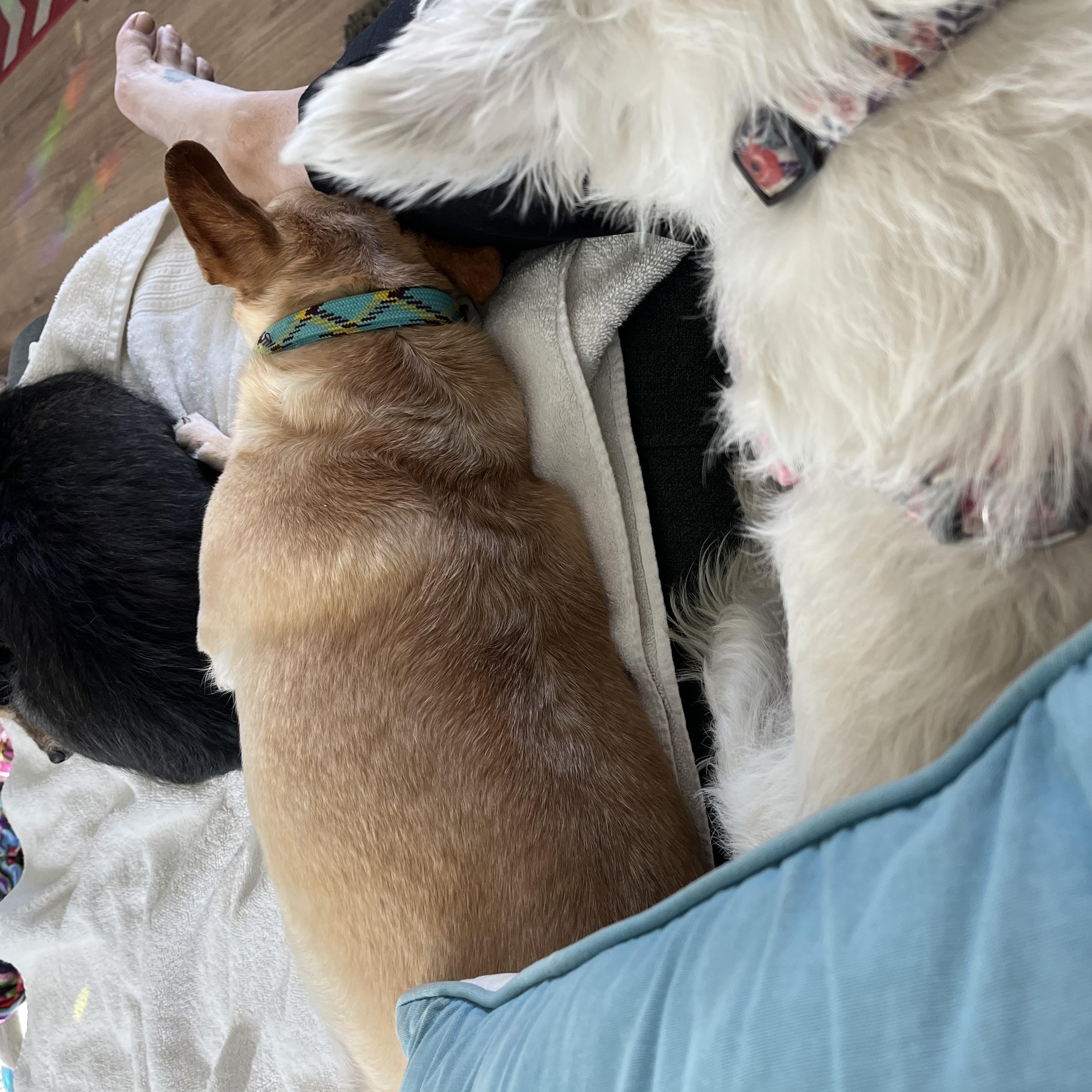 Allen , a ADOPTABLE mixed breed in Roy, UT image 4/5