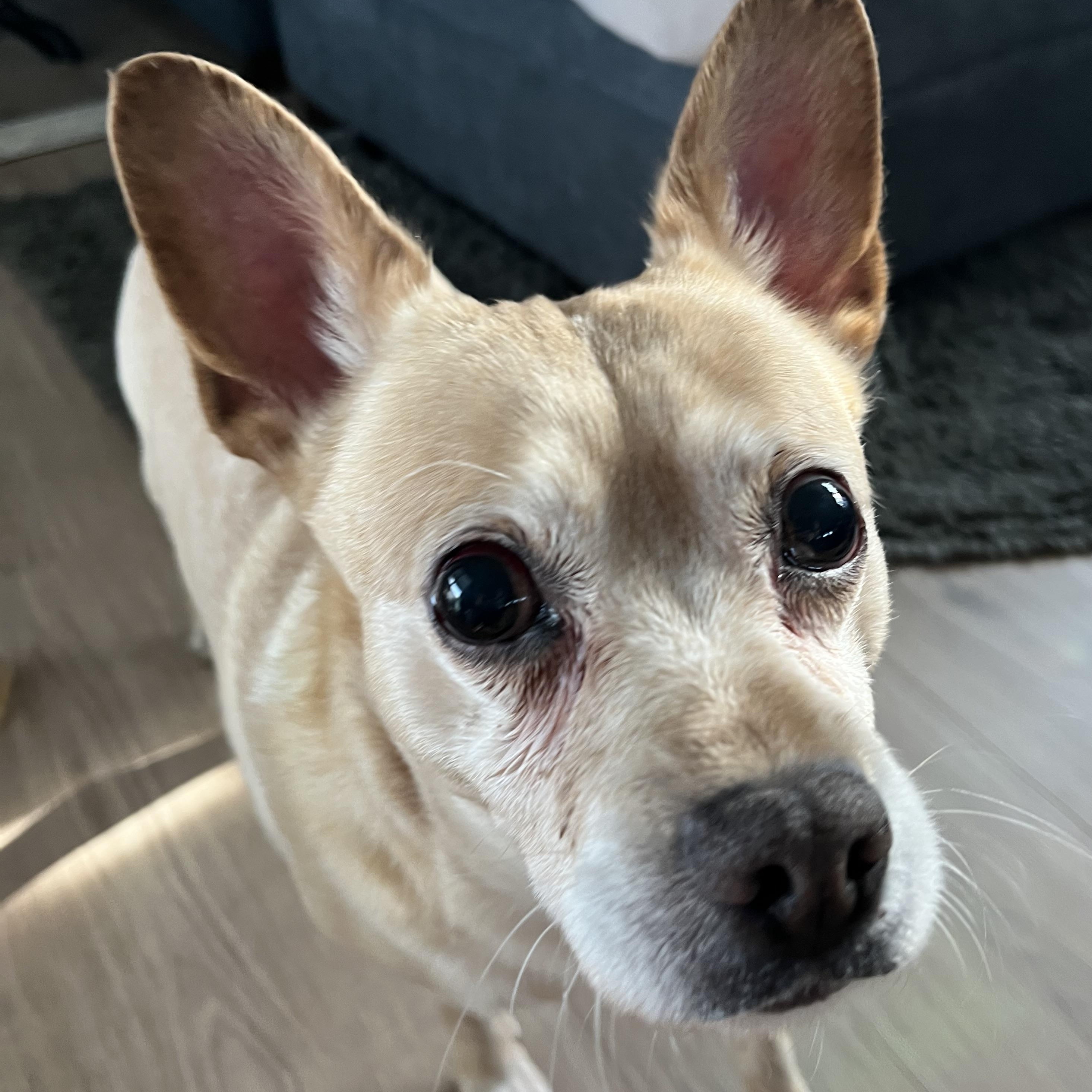 Allen , a ADOPTABLE mixed breed in Roy, UT image 2/5