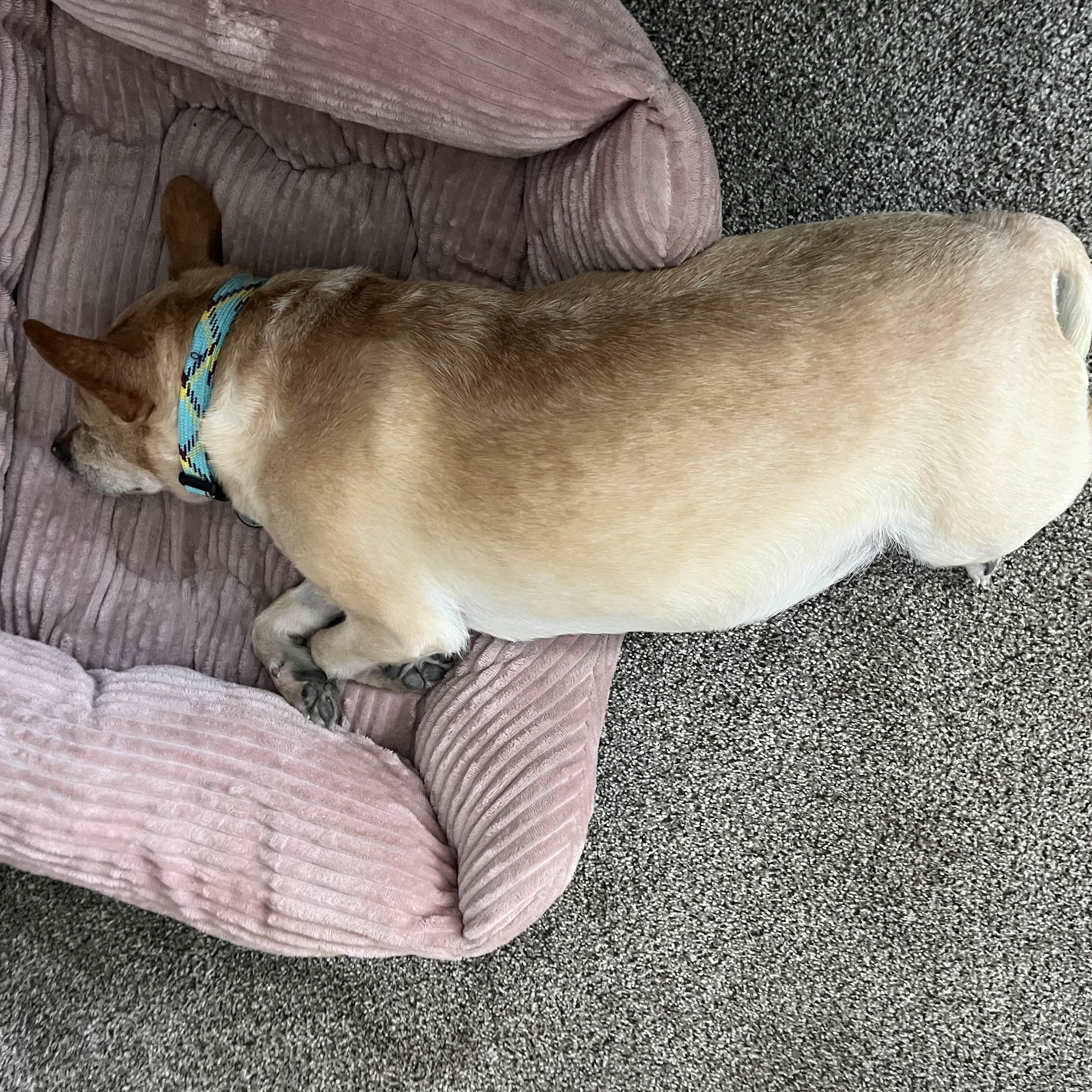 Allen — thumbnail 4