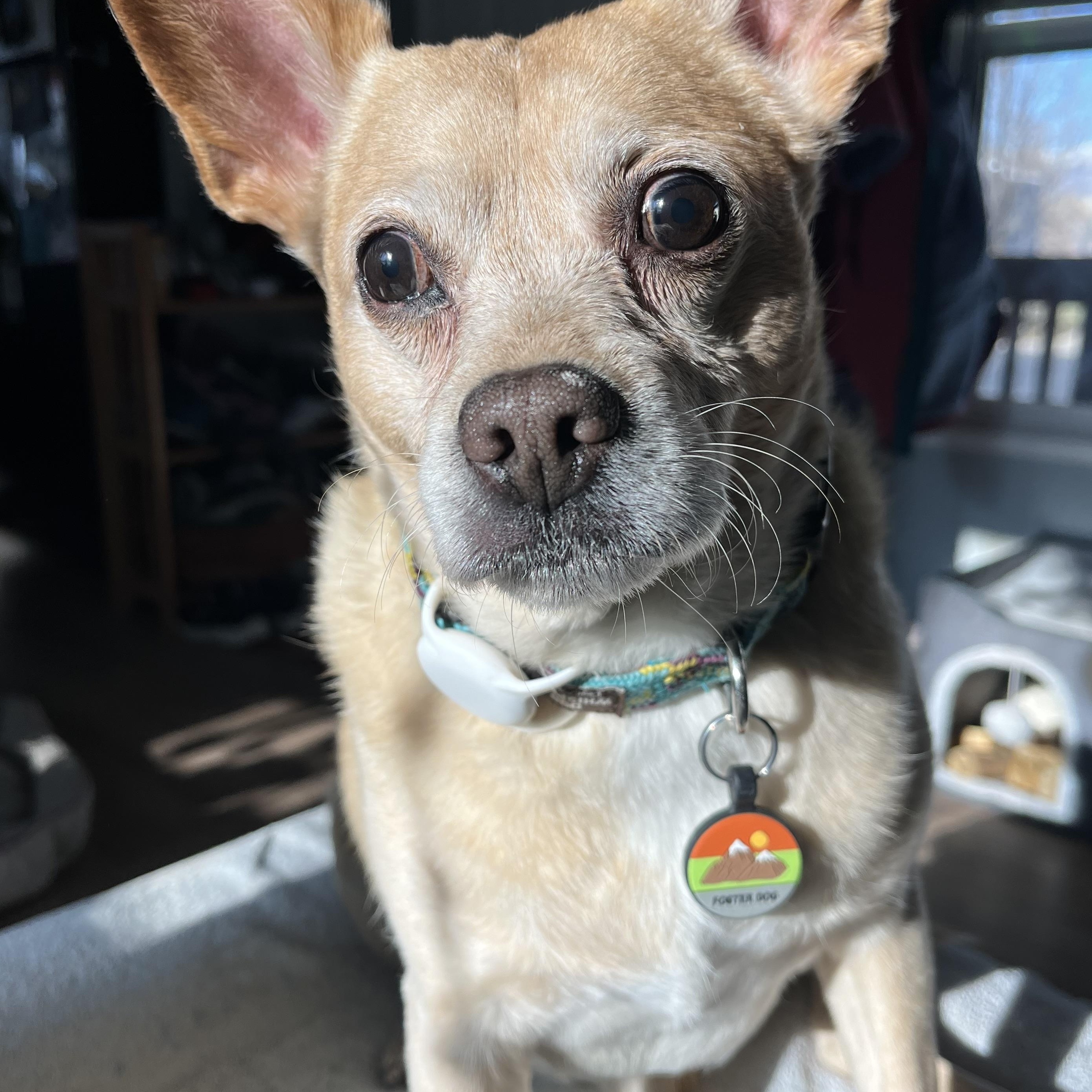 Allen , ADOPTABLE, Senior Male Chihuahua.