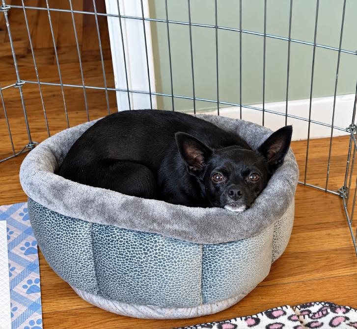 Enlarge Izzy in RI, a Adopted Chihuahua in Cranston, RI image 1/3