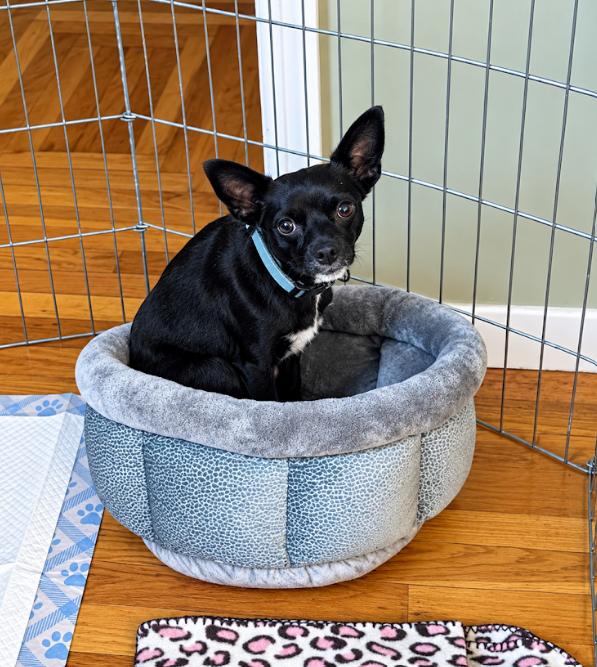 Enlarge Izzy in RI, a Adopted Chihuahua in Cranston, RI image 2/3