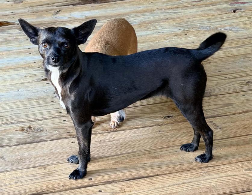 Enlarge Izzy in RI, a Adopted Chihuahua in Cranston, RI image 3/3