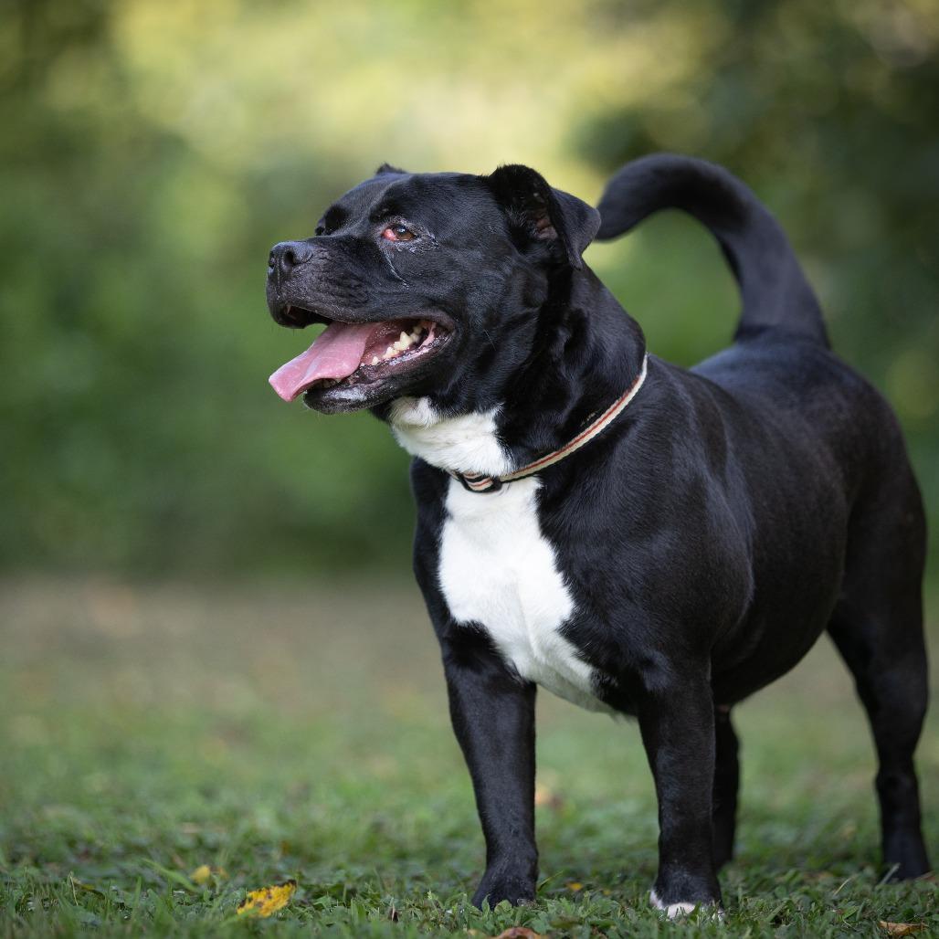 Cookie, Adoptable, Adult Female American Staffordshire Terrier.