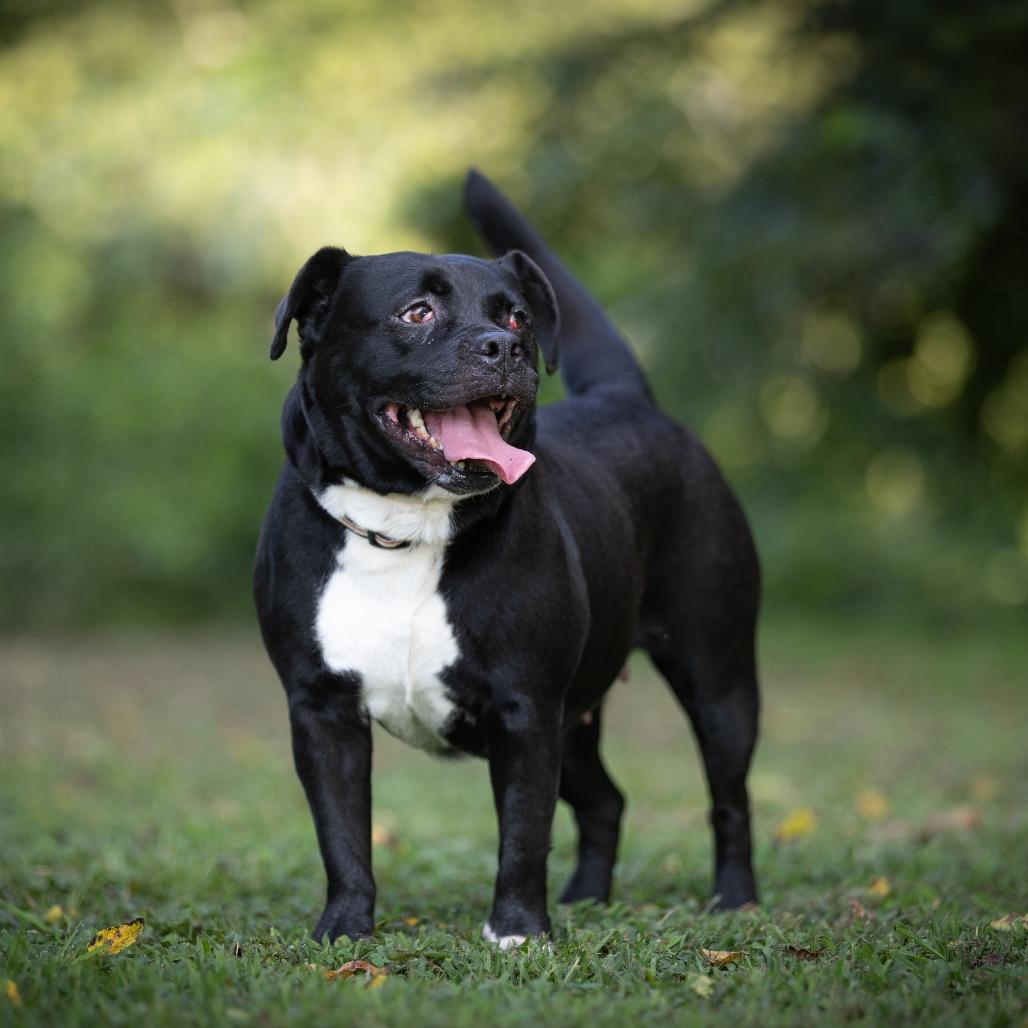 Enlarge Cookie, a Adoptable American Staffordshire Terrier in Rossville, GA image 2/6