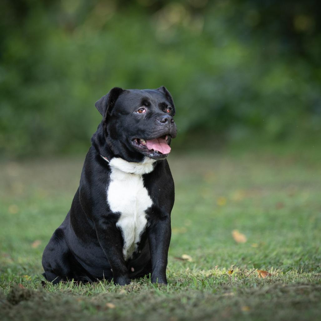 Enlarge Cookie, a Adoptable American Staffordshire Terrier in Rossville, GA image 3/6