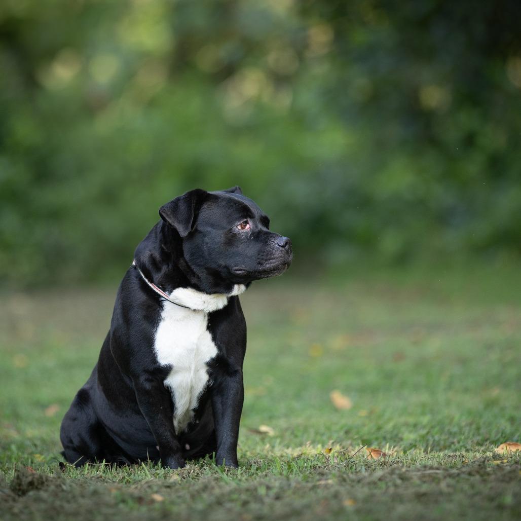 Enlarge Cookie, a Adoptable American Staffordshire Terrier in Rossville, GA image 4/6