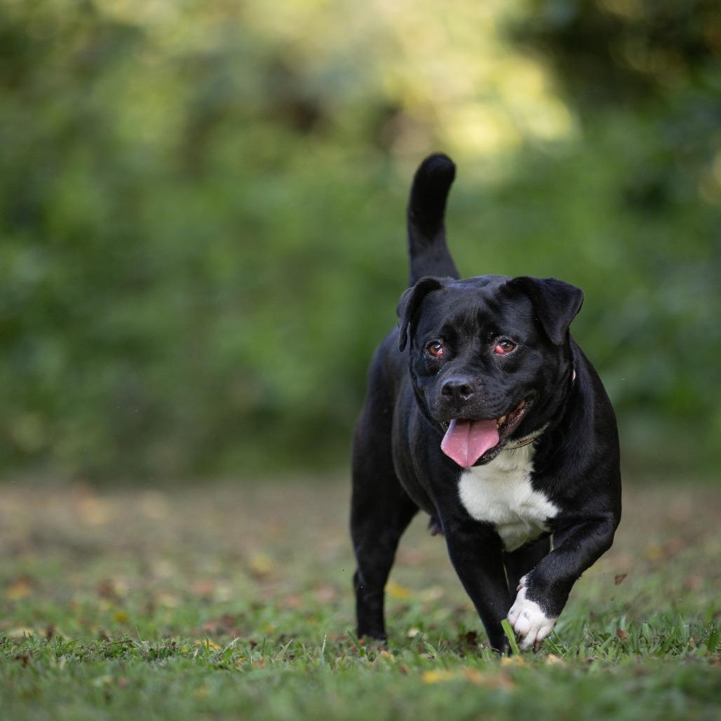 Enlarge Cookie, a Adoptable American Staffordshire Terrier in Rossville, GA image 5/6