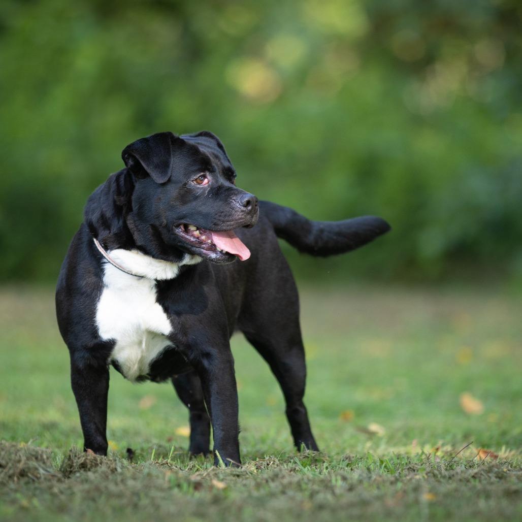 Enlarge Cookie, a Adoptable American Staffordshire Terrier in Rossville, GA image 6/6