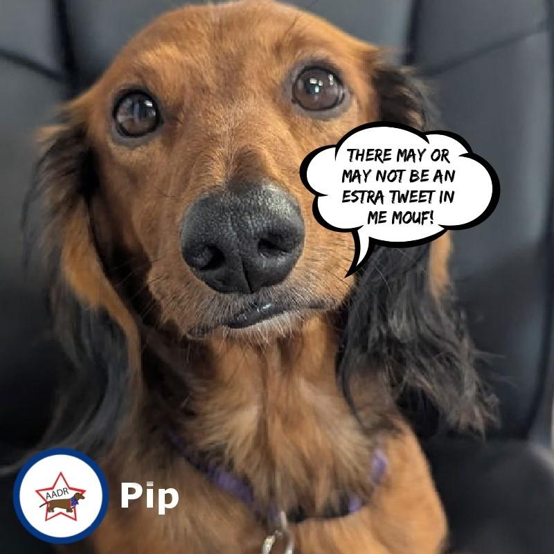 Pip in NC, Adoptable, Adult Female Dachshund.