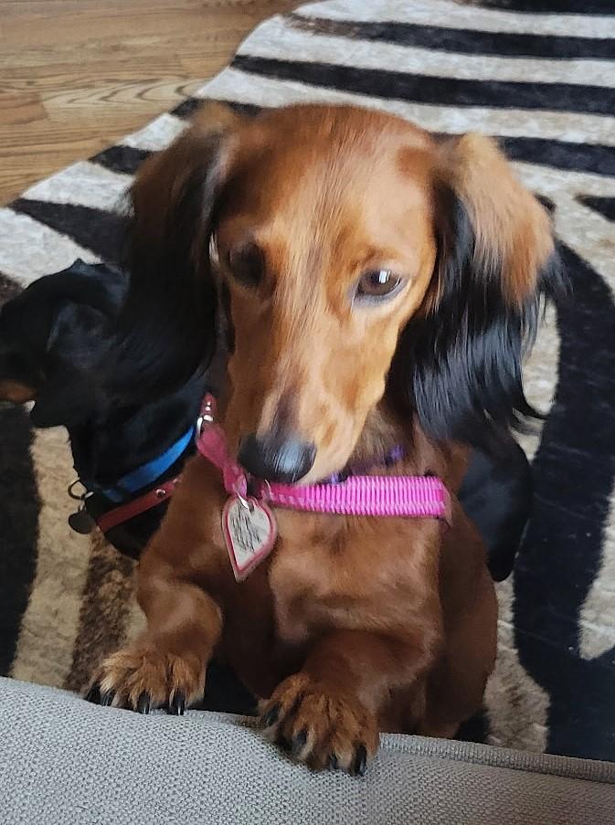 Enlarge Pip in NC, a Adoptable Dachshund in Belmont, NC image 4/5