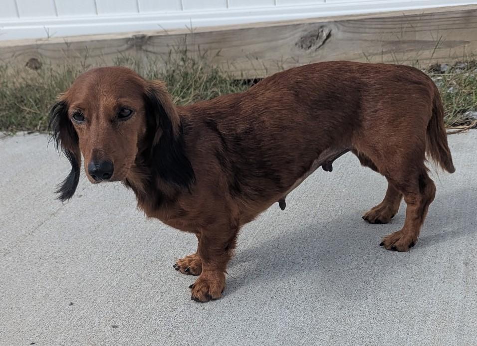 Enlarge Pip in NC, a Adoptable Dachshund in Belmont, NC image 5/5