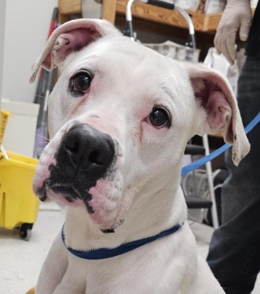 Enlarge Ivy, a Adoptable mixed breed in Elmhurst, IL image 3/6