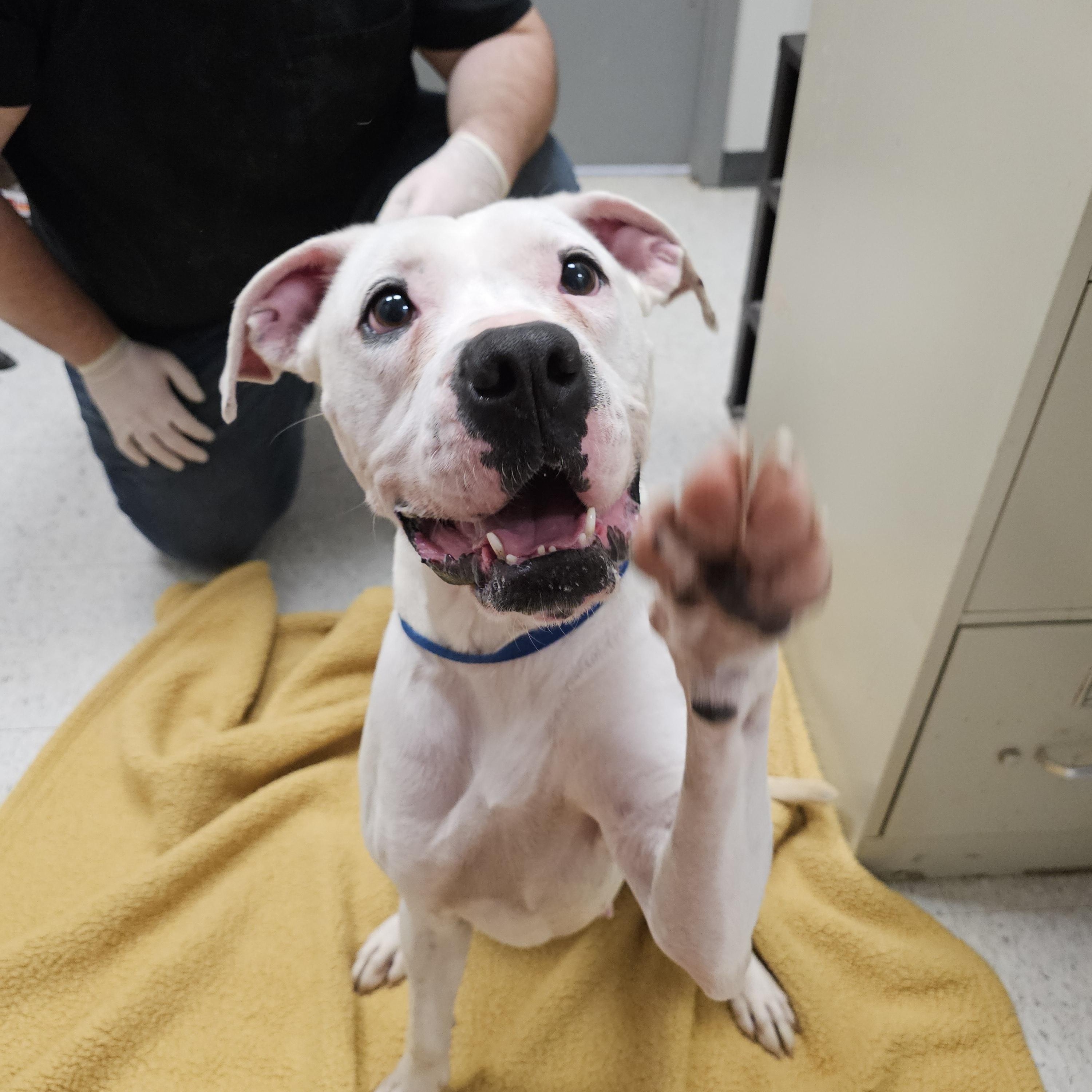 Ivy, Adoptable, Adult Female Boxer.