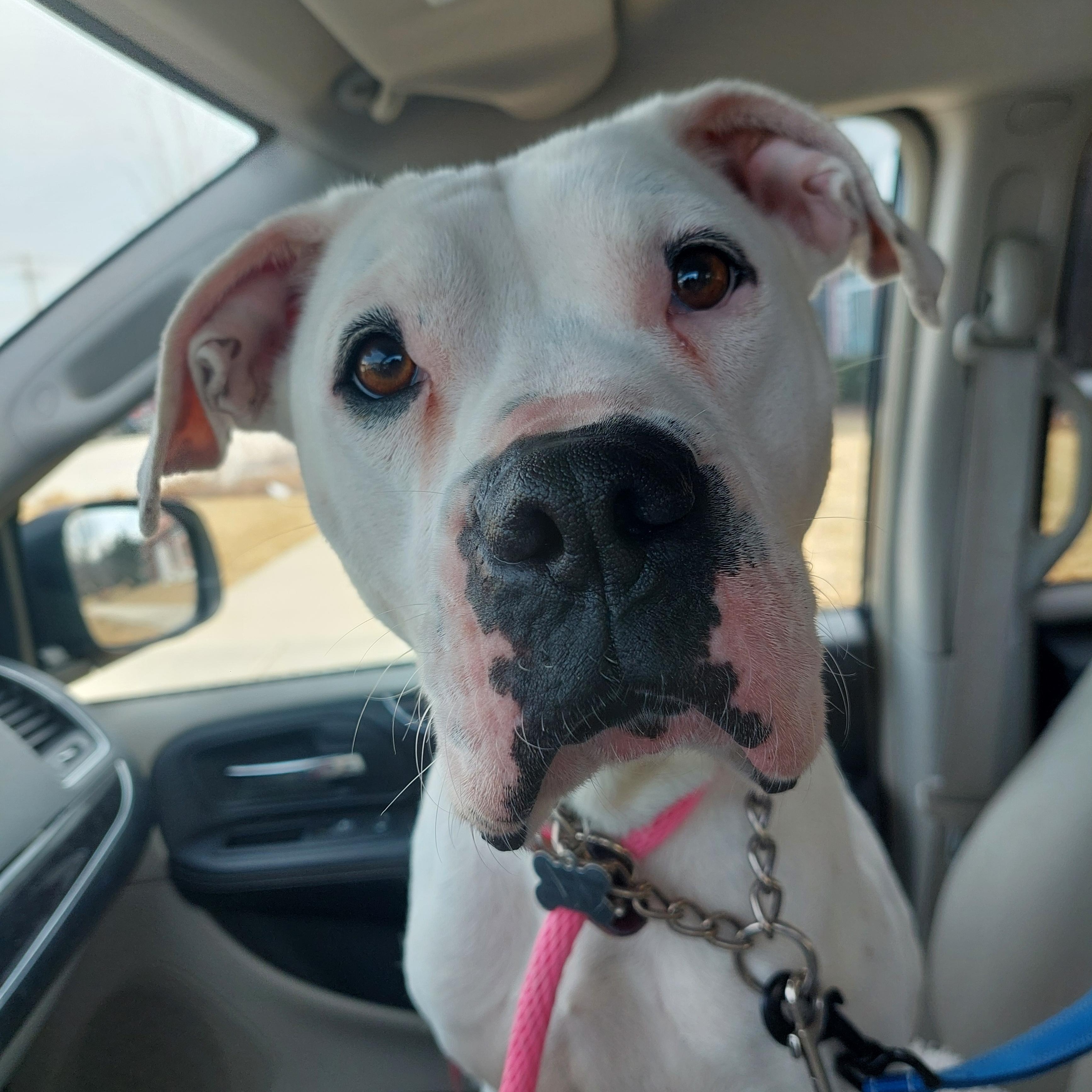 Enlarge Ivy, a Adoptable mixed breed in Elmhurst, IL image 2/6