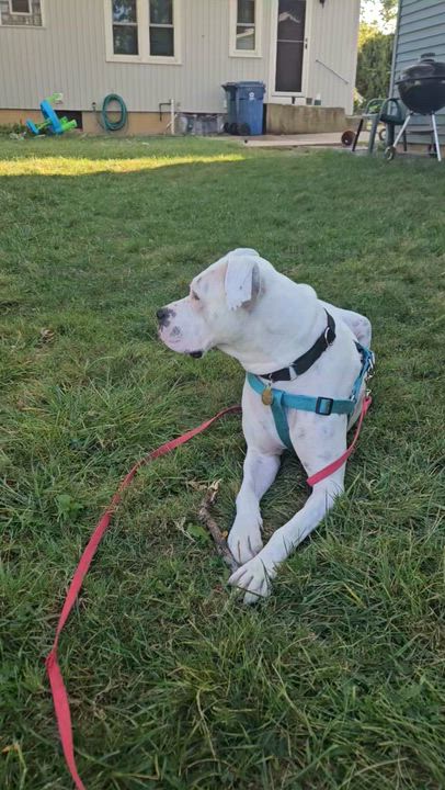 Enlarge Ivy, a Adoptable mixed breed in Elmhurst, IL video 4/6