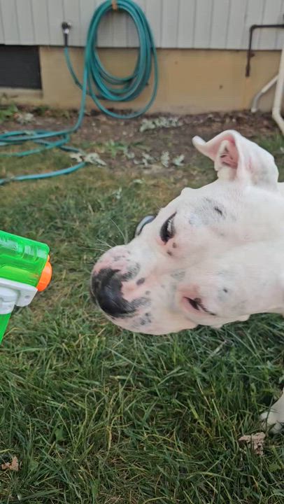 Enlarge Ivy, a Adoptable mixed breed in Elmhurst, IL video 5/6