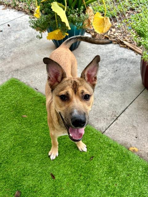 Enlarge SKIPPER, a Adoptable mixed breed in Fort Myers, FL image 1/1