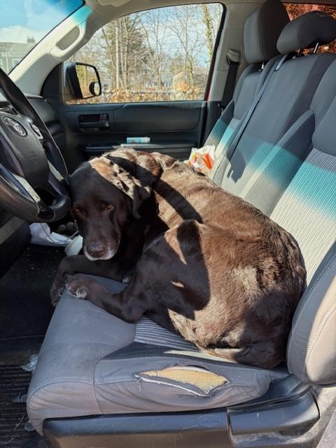 Enlarge Summer, an adopted Chocolate Labrador Retriever in Warrington, PA image 4/6
