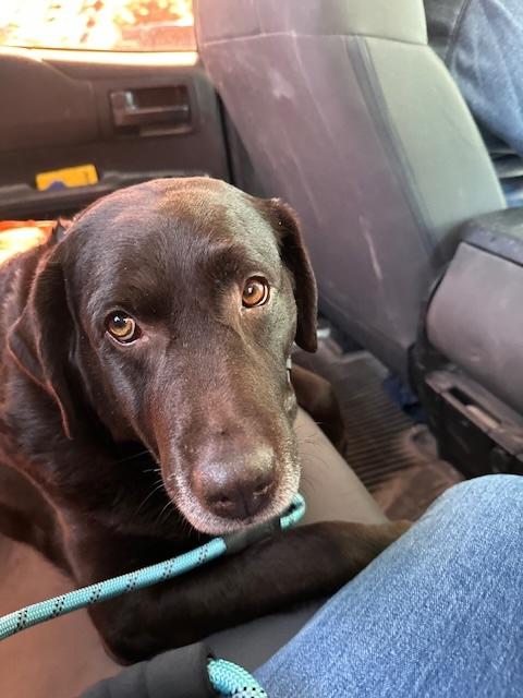 Summer, adopted, Adult Female Chocolate Labrador Retriever.