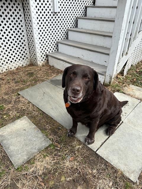 Enlarge Summer, an adopted Chocolate Labrador Retriever in Warrington, PA image 5/6