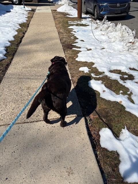 Enlarge Summer, an adopted Chocolate Labrador Retriever in Warrington, PA image 6/6