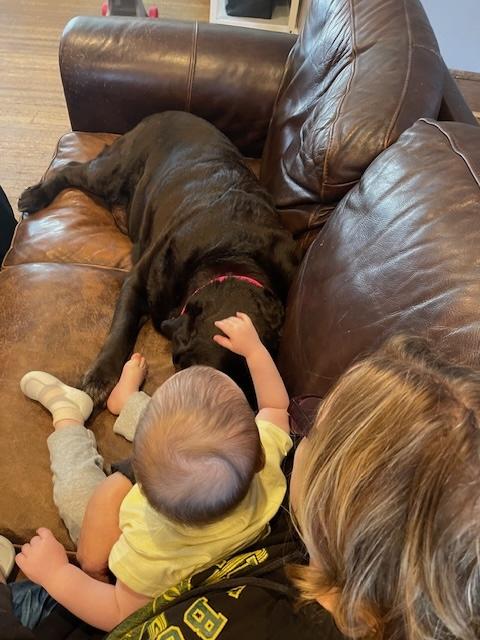 Enlarge Summer, an adopted Chocolate Labrador Retriever in Warrington, PA image 2/6