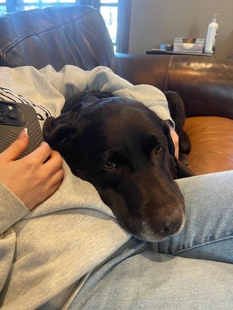 Enlarge Summer, an adopted Chocolate Labrador Retriever in Warrington, PA image 3/6